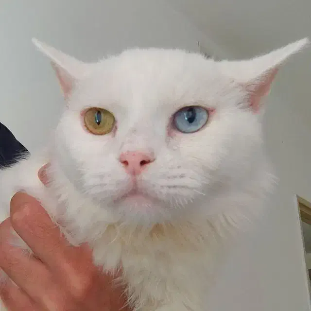 گربه نژاد انگورا|گربه|پرند, فاز ۵|دیوار