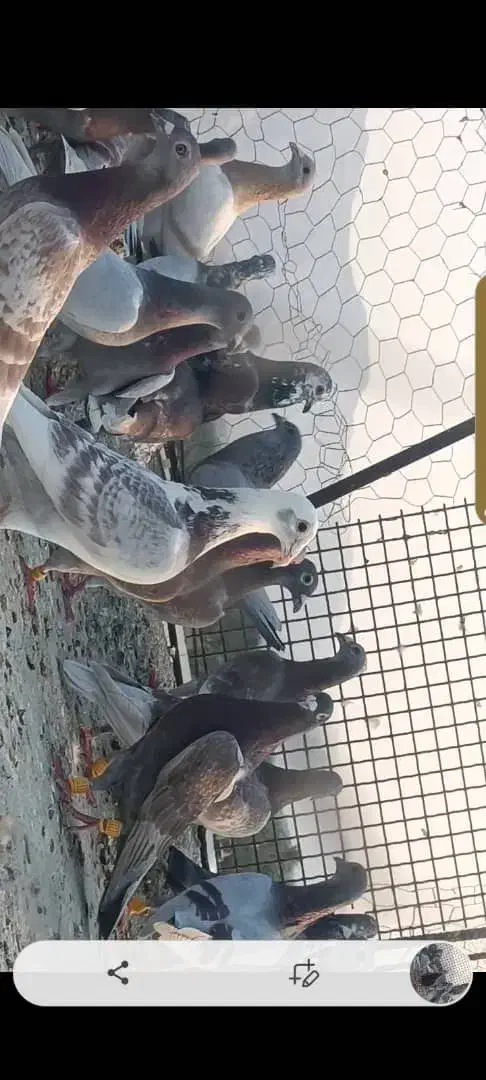 ۴۰ عدد پیازی غوره ای گوره ای خطی|پرنده|برازجان, |دیوار