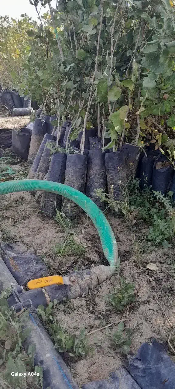 فروش ویژه نهال پسته|خدمات باغبانی و درختکاری|شاهین‌شهر, بنیاد ازدواج|دیوار