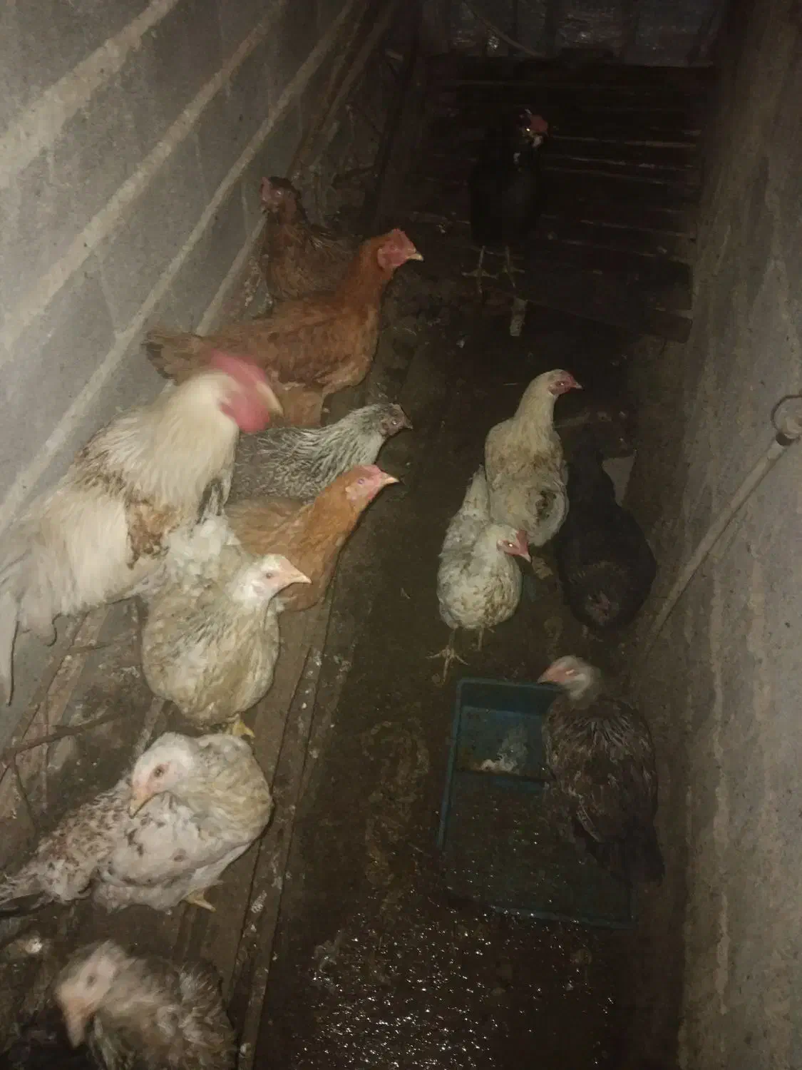 مرغ و خروس|حیوانات مزرعه|سلمان‌شهر, |دیوار