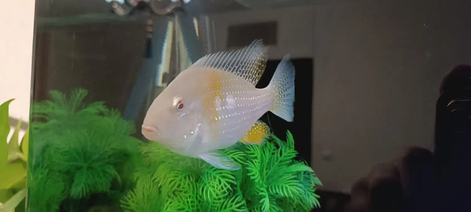 هکلی البینو مولد|ماهی|صدرا-فارس, فاز ۲|دیوار