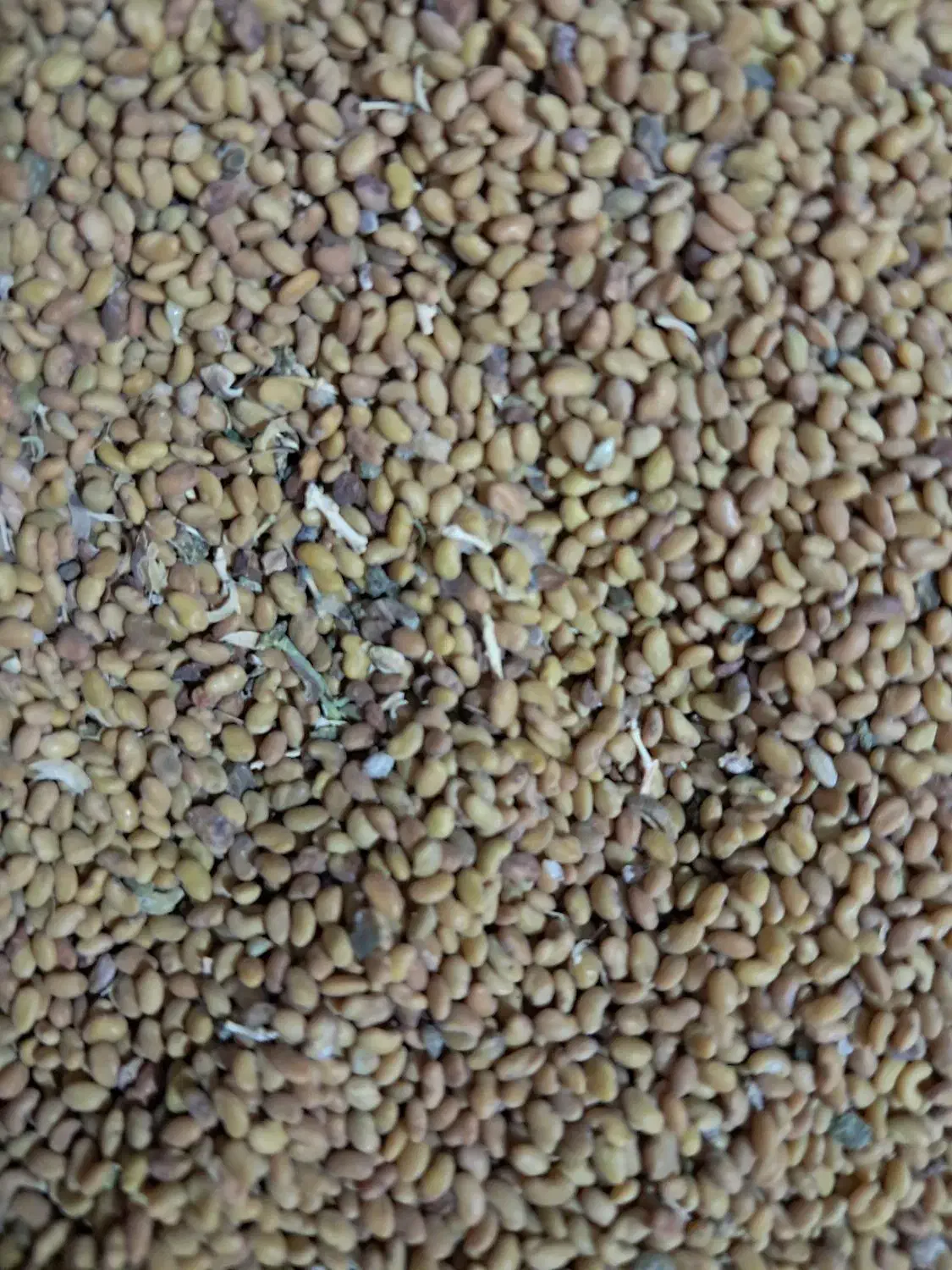 فروش بذر یونجه|خدمات باغبانی و درختکاری|بهبهان, |دیوار