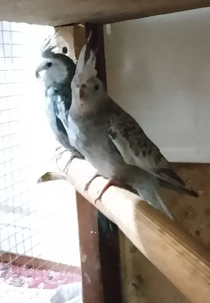 ۳جفت عروس هلندی مولد واقعی ضمانتی|پرنده|کرمان, |دیوار