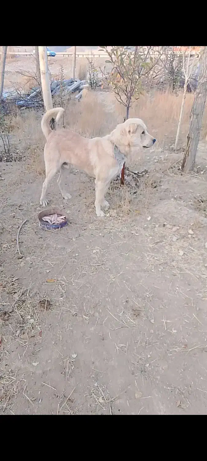 سگ عراقی|سگ|بستان آباد, |دیوار