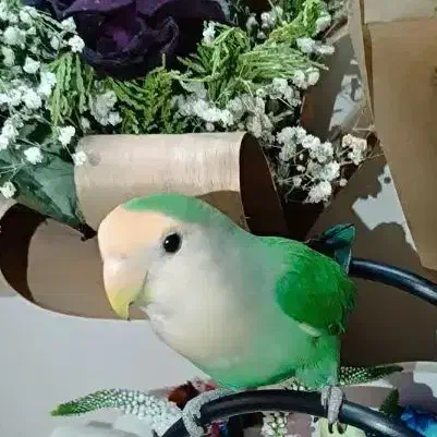 طوطی برزیلی|پرنده|تهران, امام زاده عبدالله|دیوار