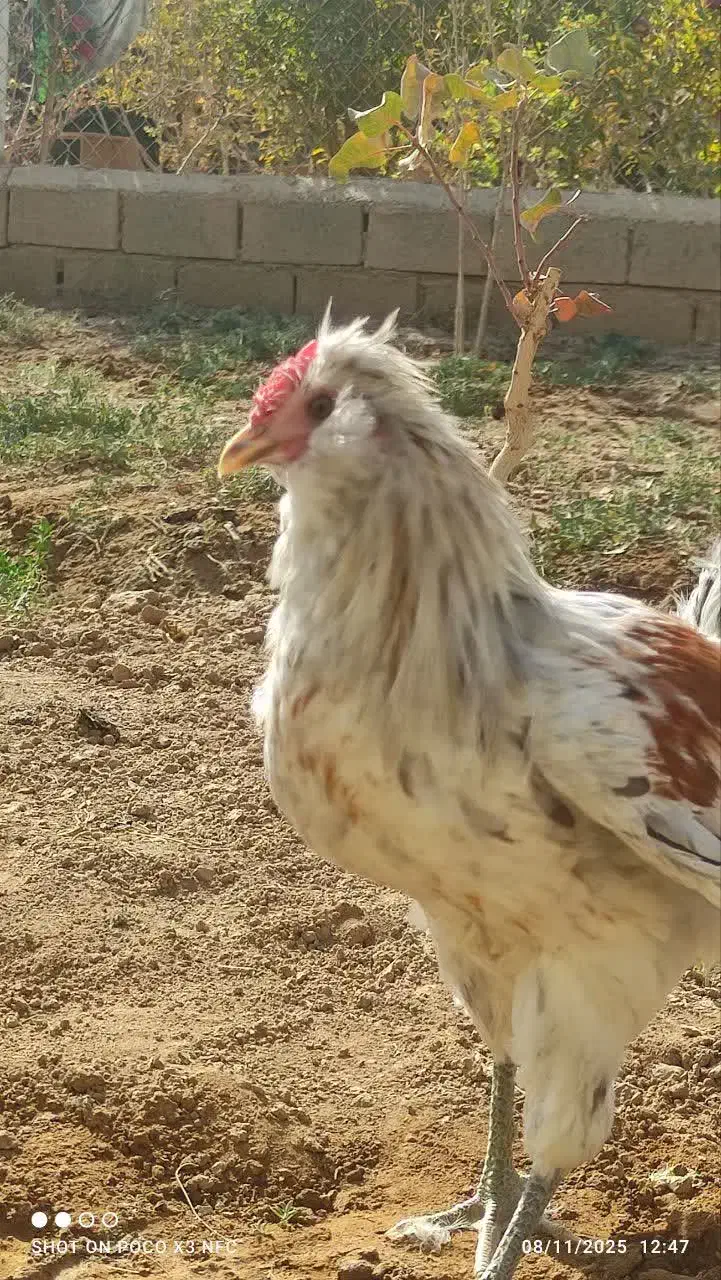 خروس گلین لری|حیوانات مزرعه|شاهین‌شهر, حاجی آباد|دیوار