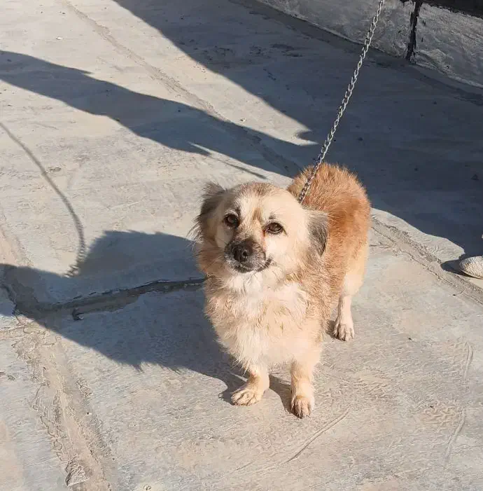 فروش واگذاری سگ|سگ|بجنورد, |دیوار