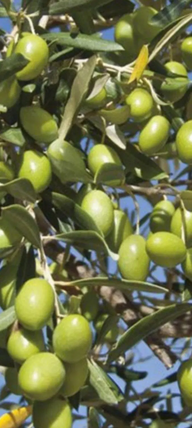 زیتون|خوردنی و آشامیدنی|اردکان, |دیوار