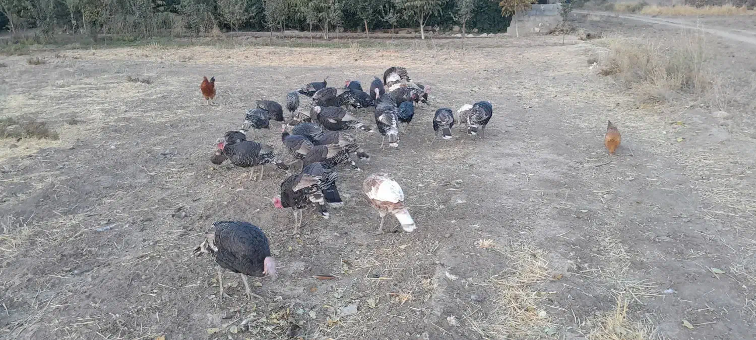 بوقلمون محلی|حیوانات مزرعه|بروجرد, |دیوار