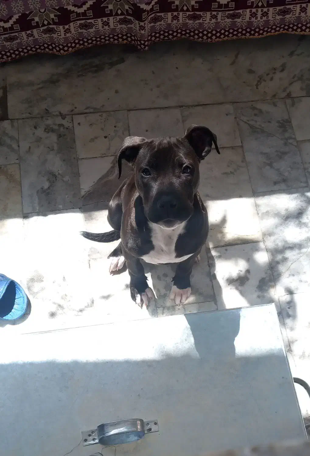 سگ پیت بول گمشده|حیوانات|بروجرد, |دیوار