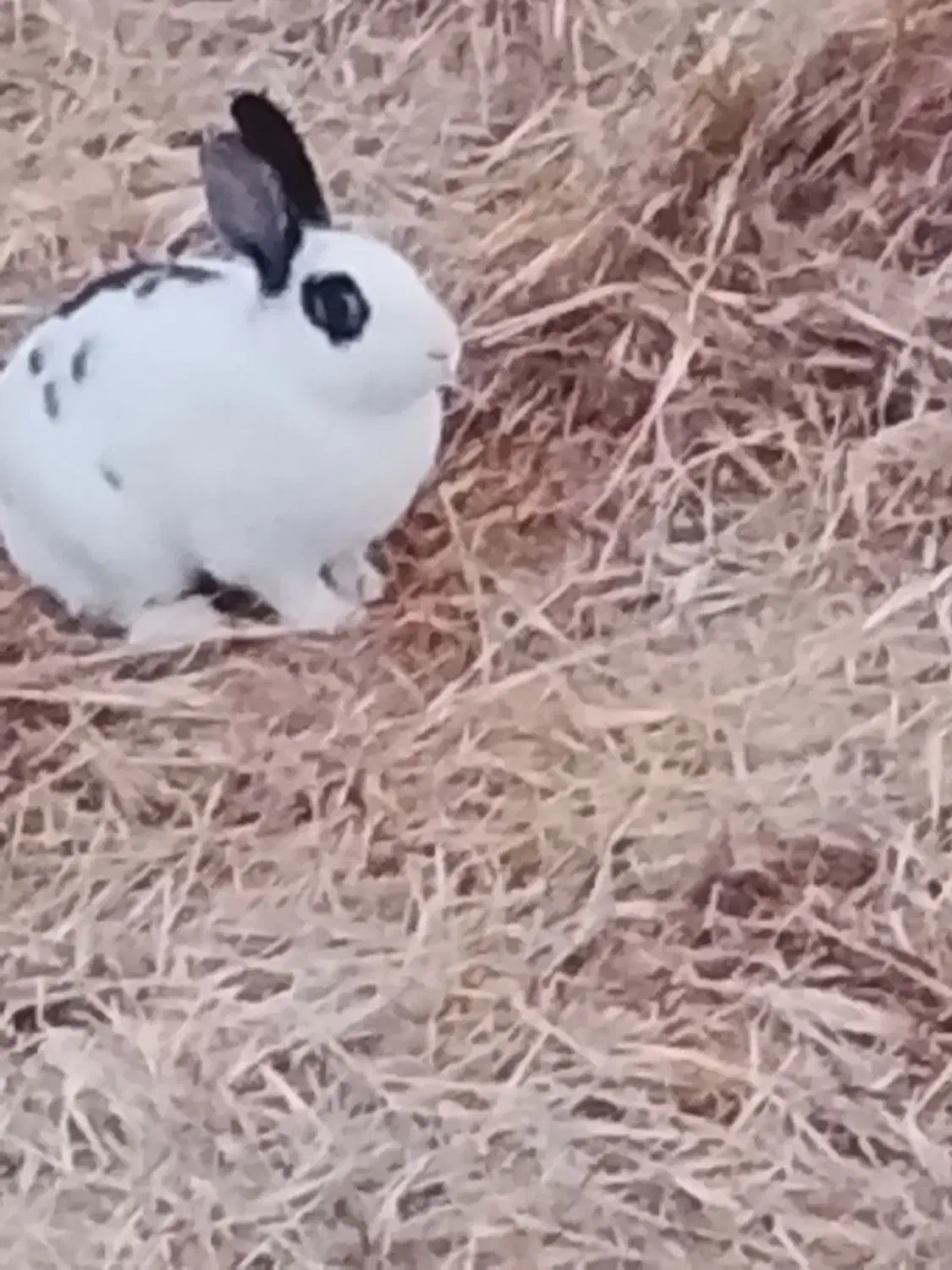 خرگوش چشم قرمز|موش و خرگوش|زرند, |دیوار