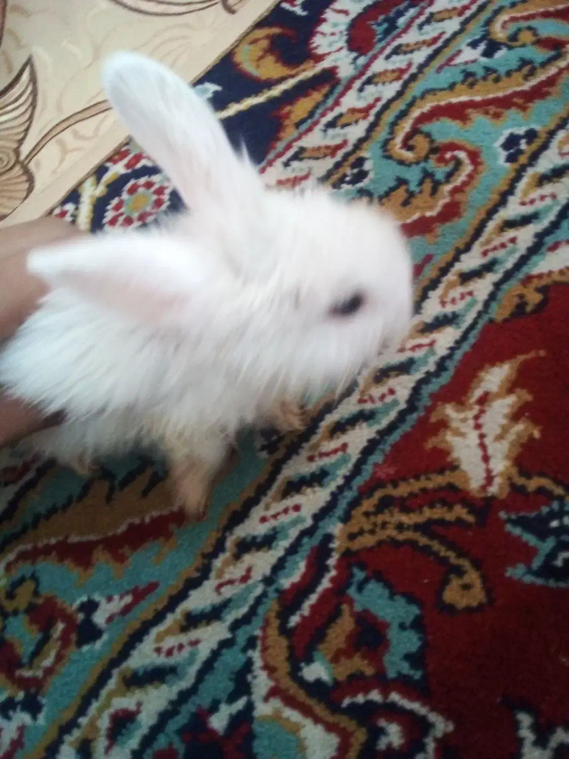 خرگوش|موش و خرگوش|بیرجند, |دیوار