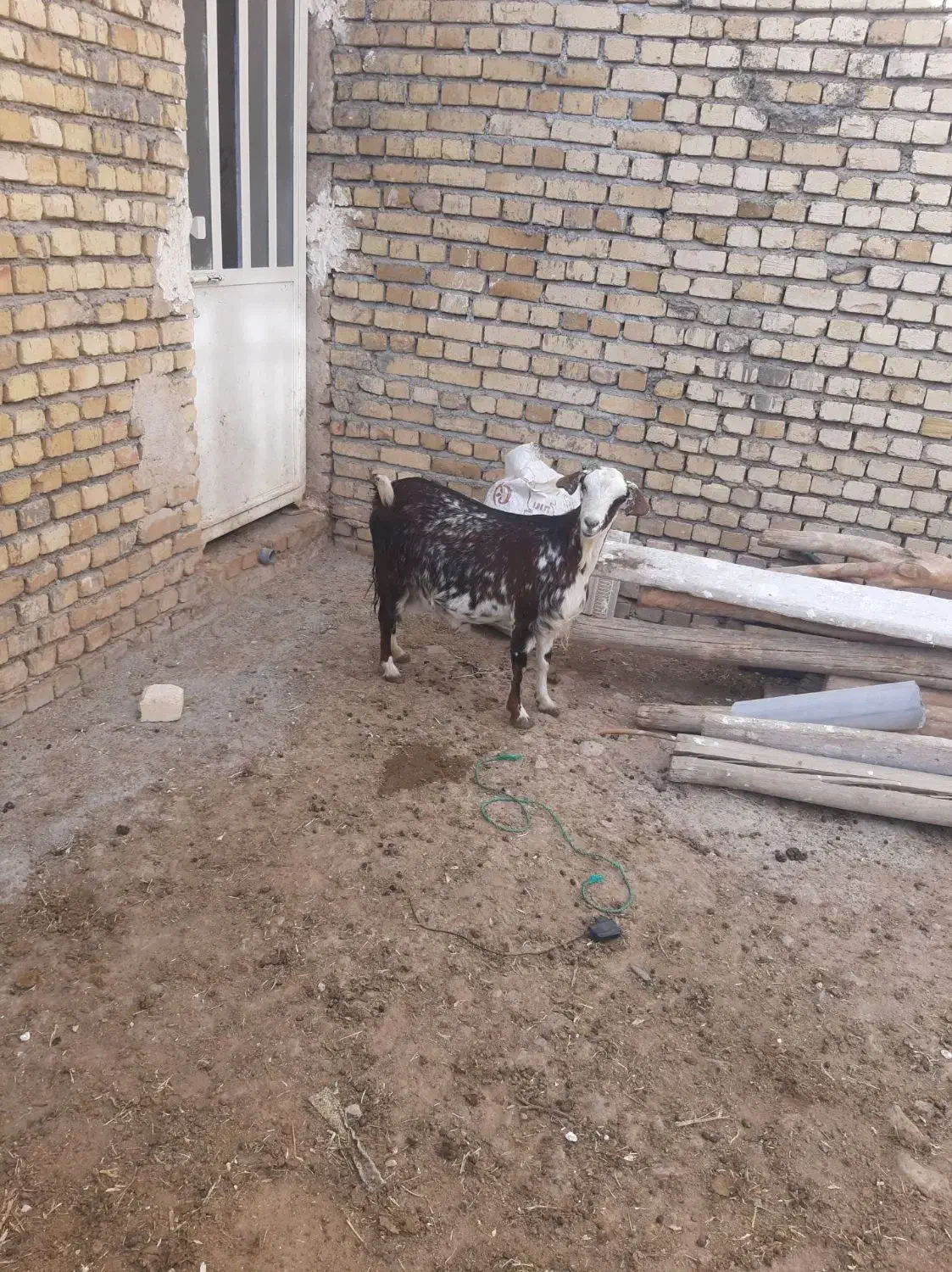 بزفرانسوی|حیوانات مزرعه|اراک, |دیوار