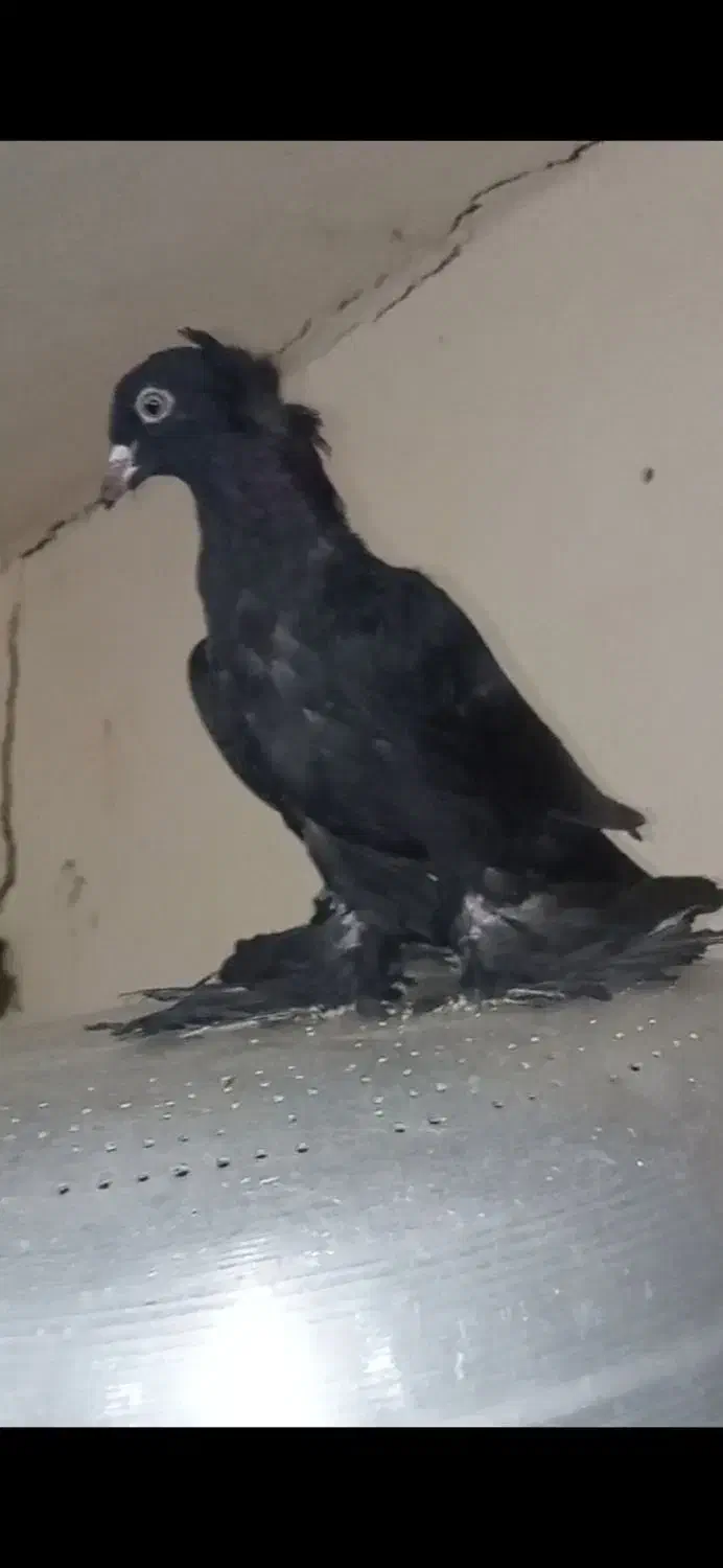 کبوتر|پرنده|ایلخچی, |دیوار