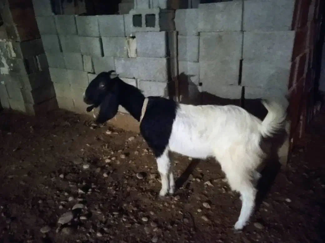 بز جوان|حیوانات مزرعه|بوشهر, |دیوار