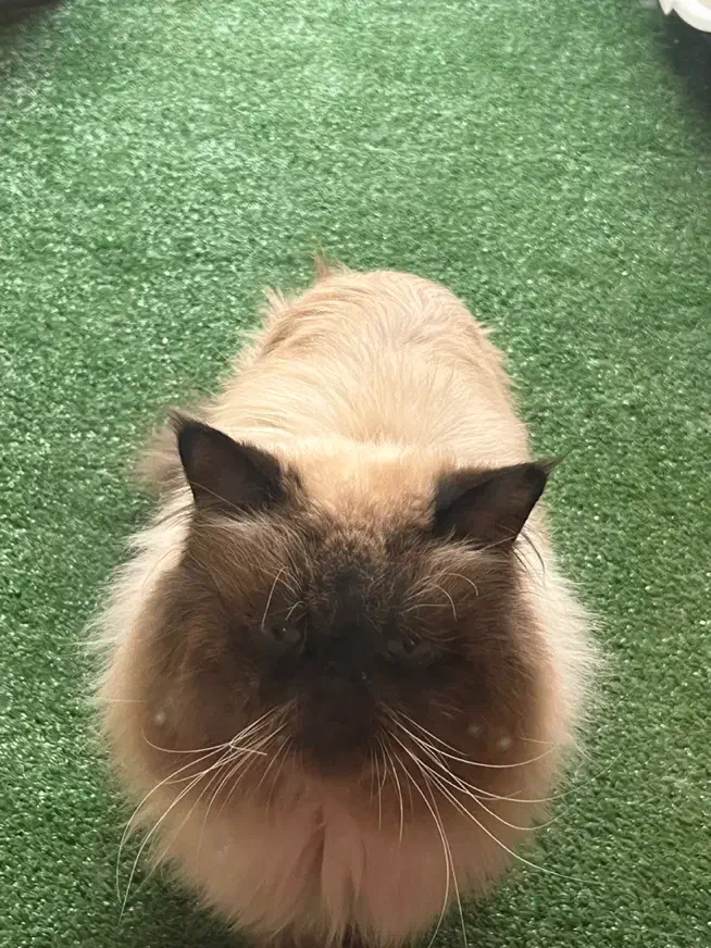 گربه نر هیمالین چاکلت پوینت اصیل|گربه|اصفهان, باغ زرشک|دیوار