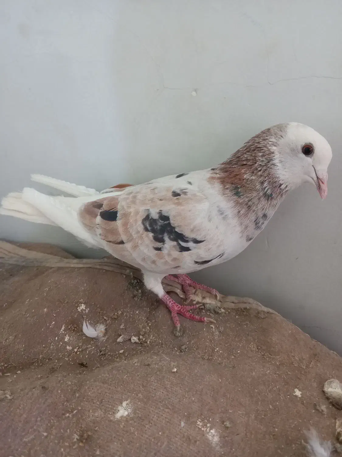 پرنده کبوتر و قفسی|پرنده|شیراز, انجیر|دیوار