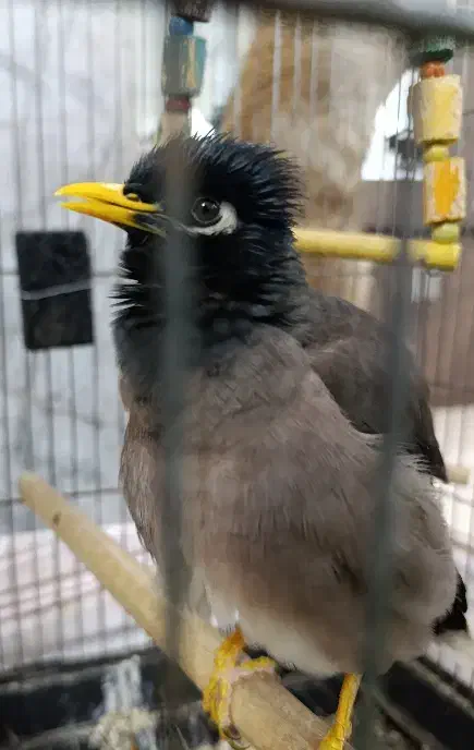 مرغ مینا|پرنده|کرج, شاهینویلا|دیوار