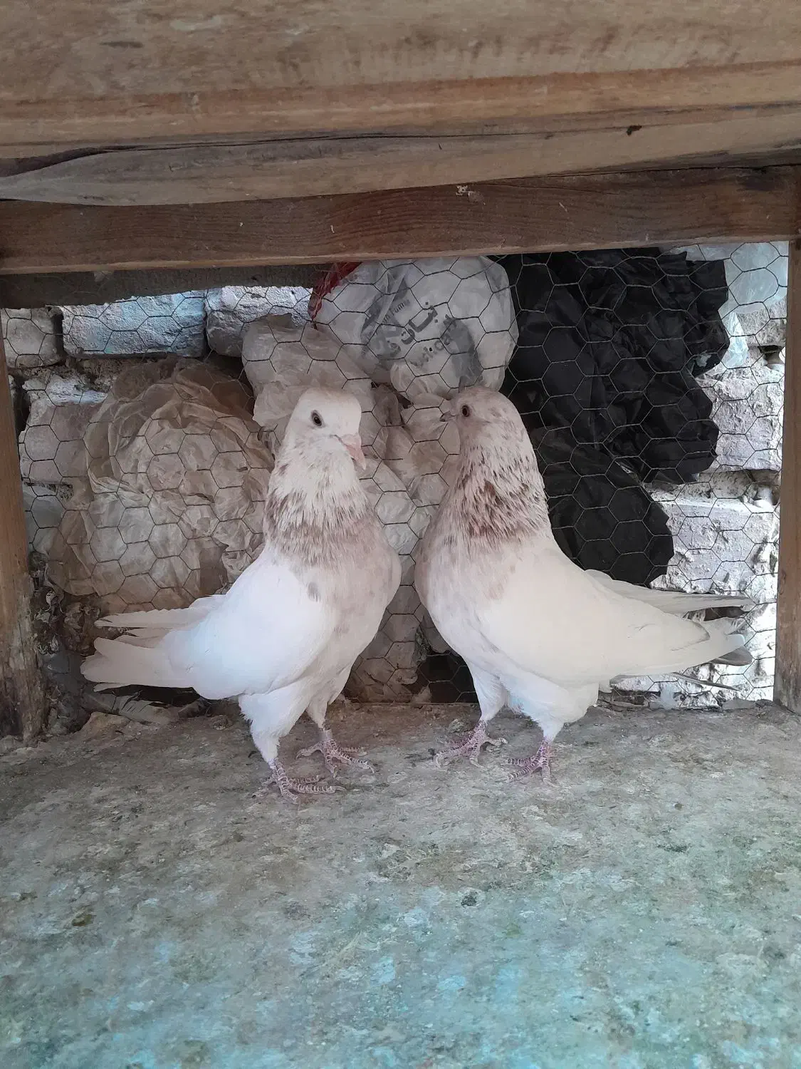 نروماده|پرنده|کاشان, لتحر|دیوار