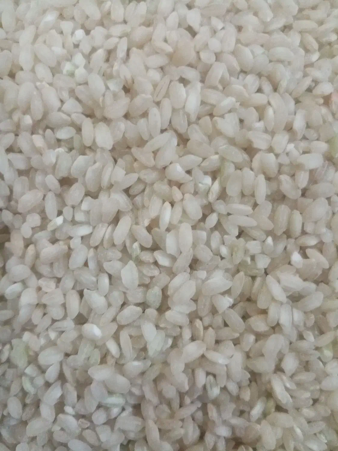 فروش برنج شهری|خوردنی و آشامیدنی|یاسوج, |دیوار