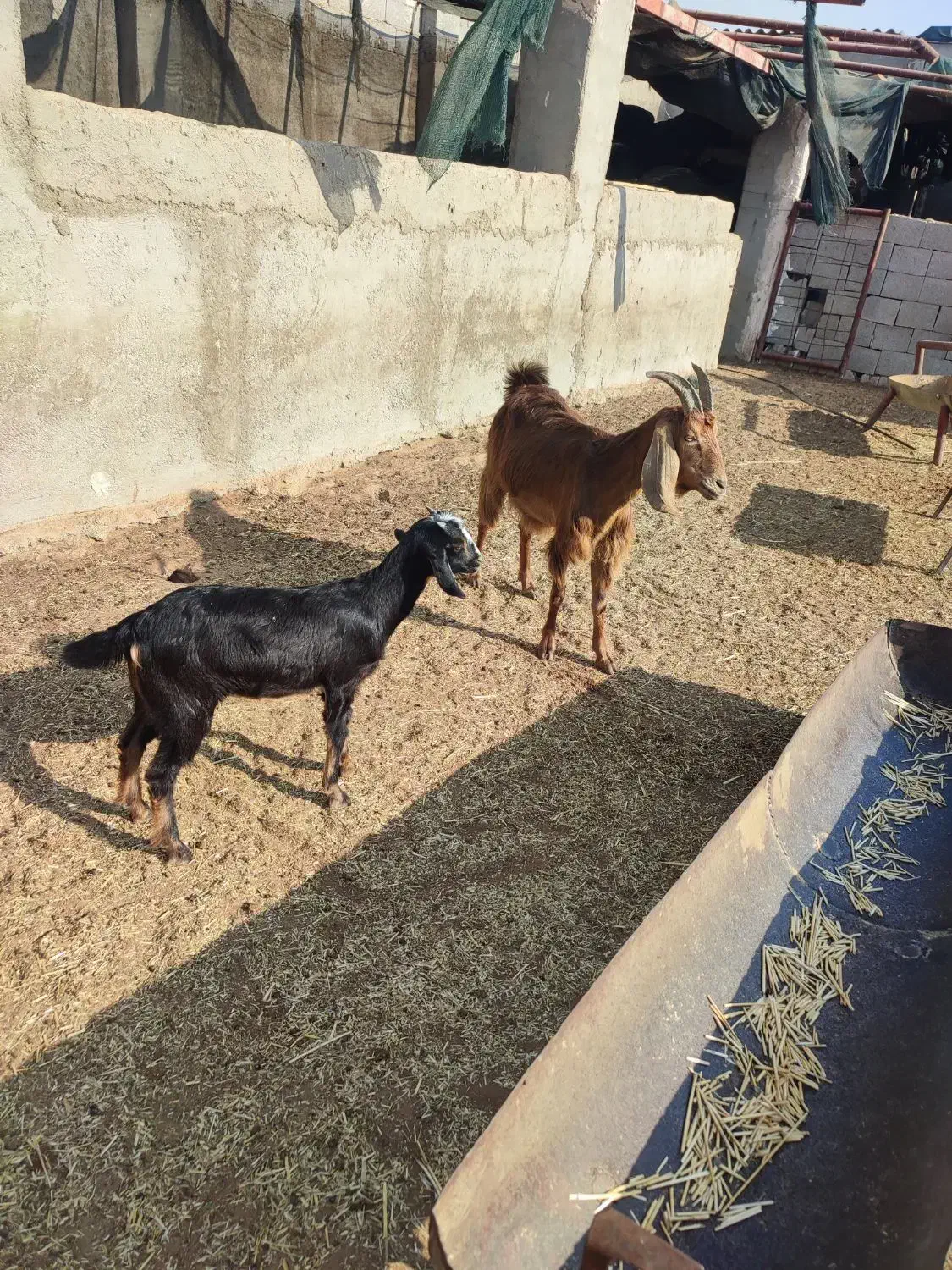 بز. کهره .میش|حیوانات مزرعه|چغادک, |دیوار