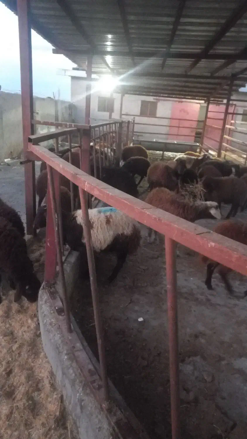 کار گر دامدار|استخدام سرایداری و نظافت|نوشین شهر, |دیوار