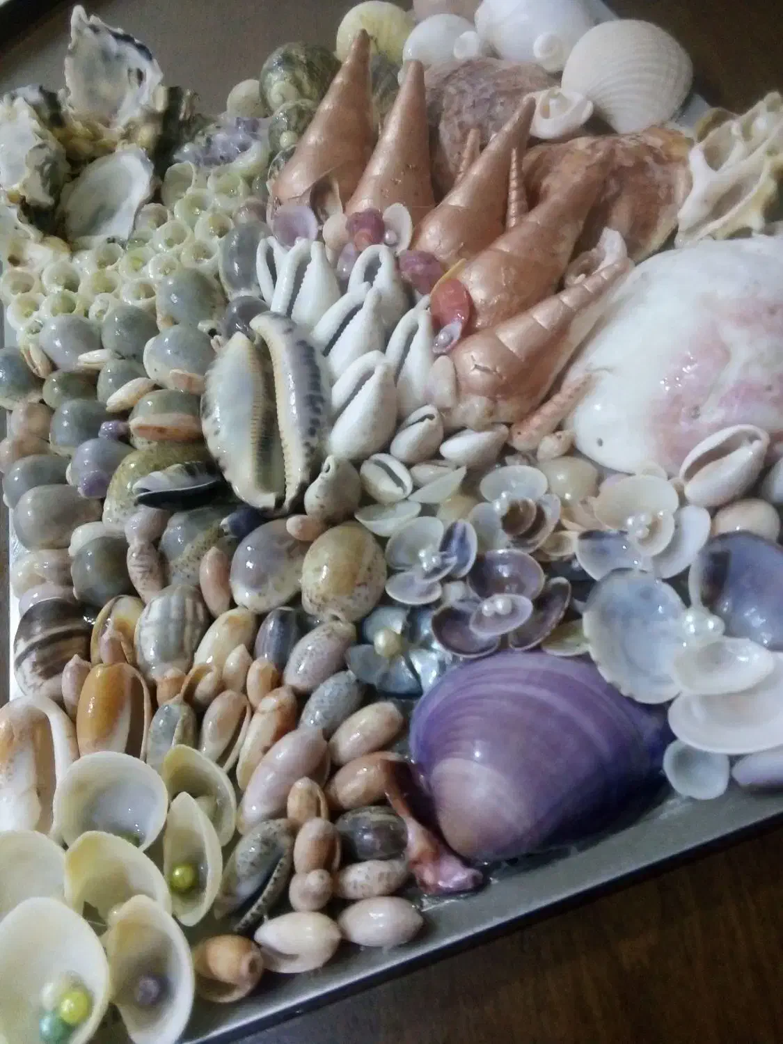 وسایل صدفی|بدلیجات|بندرعباس, |دیوار