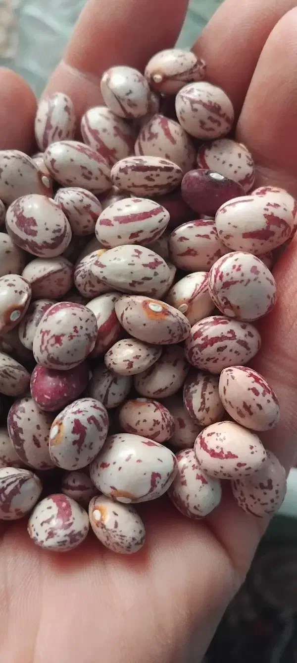 لوبیا قرمز وچیتی|عمده‌فروشی|لالجین, |دیوار