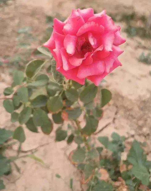 اجاره ویلا باغ برای مراسمات|اجارهٔ کوتاهمدت ویلا و باغ|میاندوآب, |دیوار