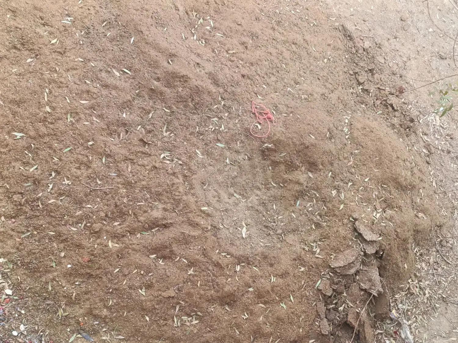 کود گوسفندی تازه|لوازم جانبی حیوانات|شراء, |دیوار