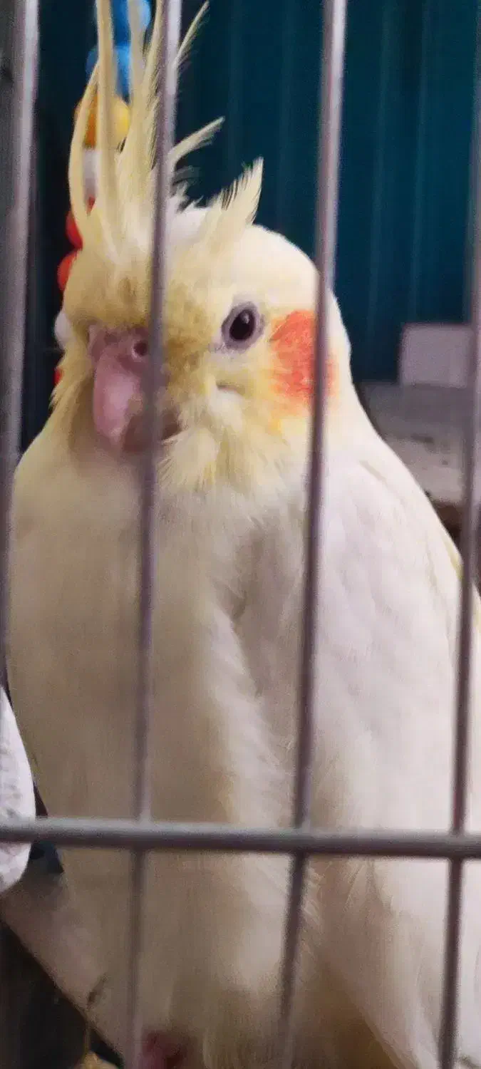 یک عدد عروس هلندی|پرنده|بوکان, |دیوار