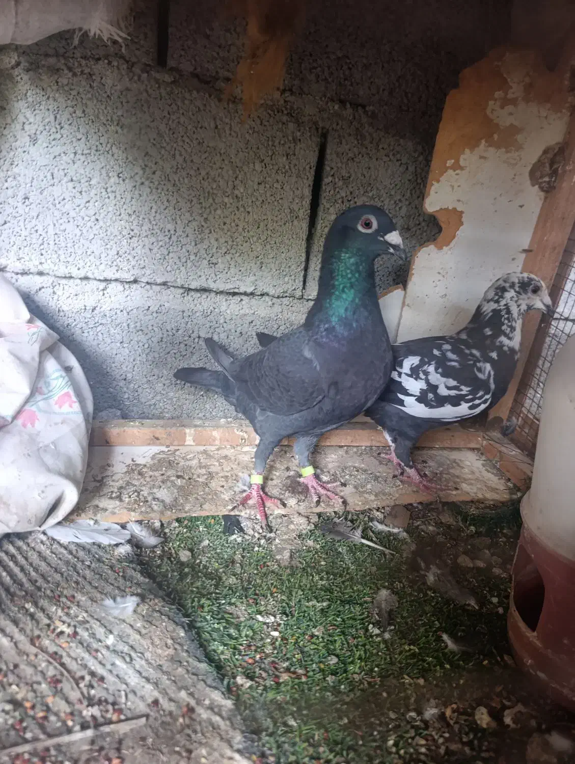 گوره|پرنده|برازجان, |دیوار