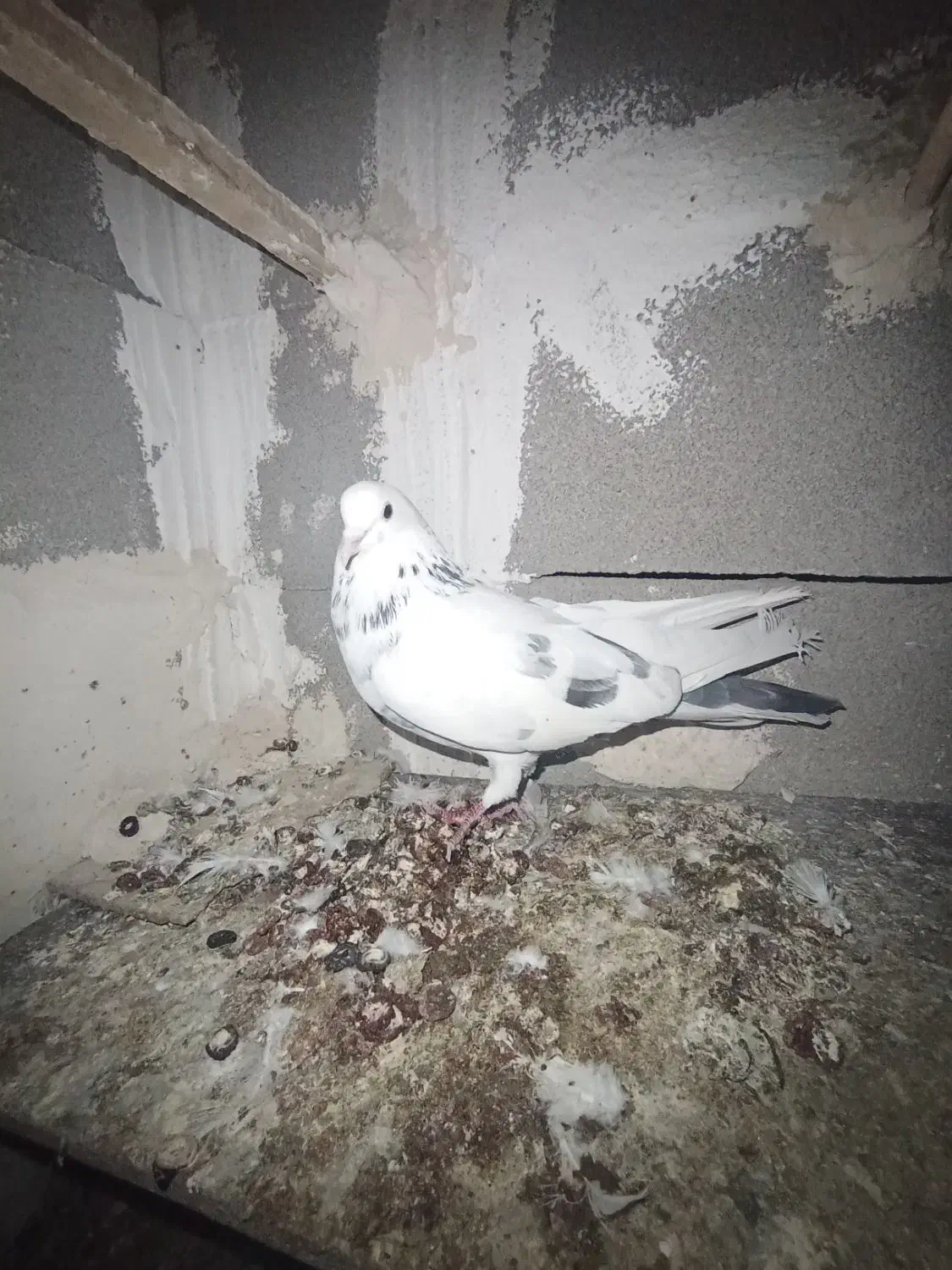 نر خالپیس|پرنده|ایذه, |دیوار