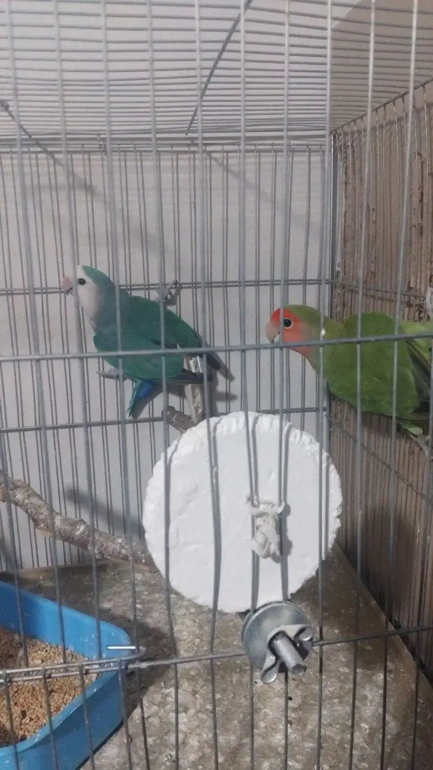 یک جفت کوتوله برزیلی|پرنده|گرگان, |دیوار