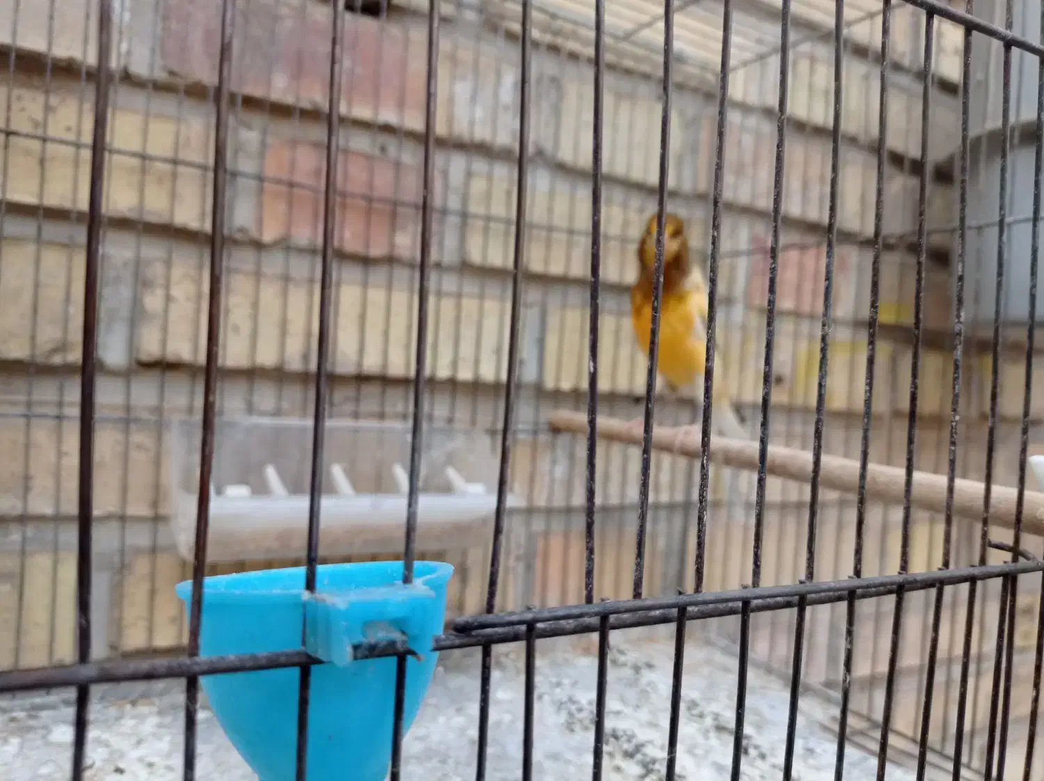 فروش قناری|پرنده|بهبهان, |دیوار