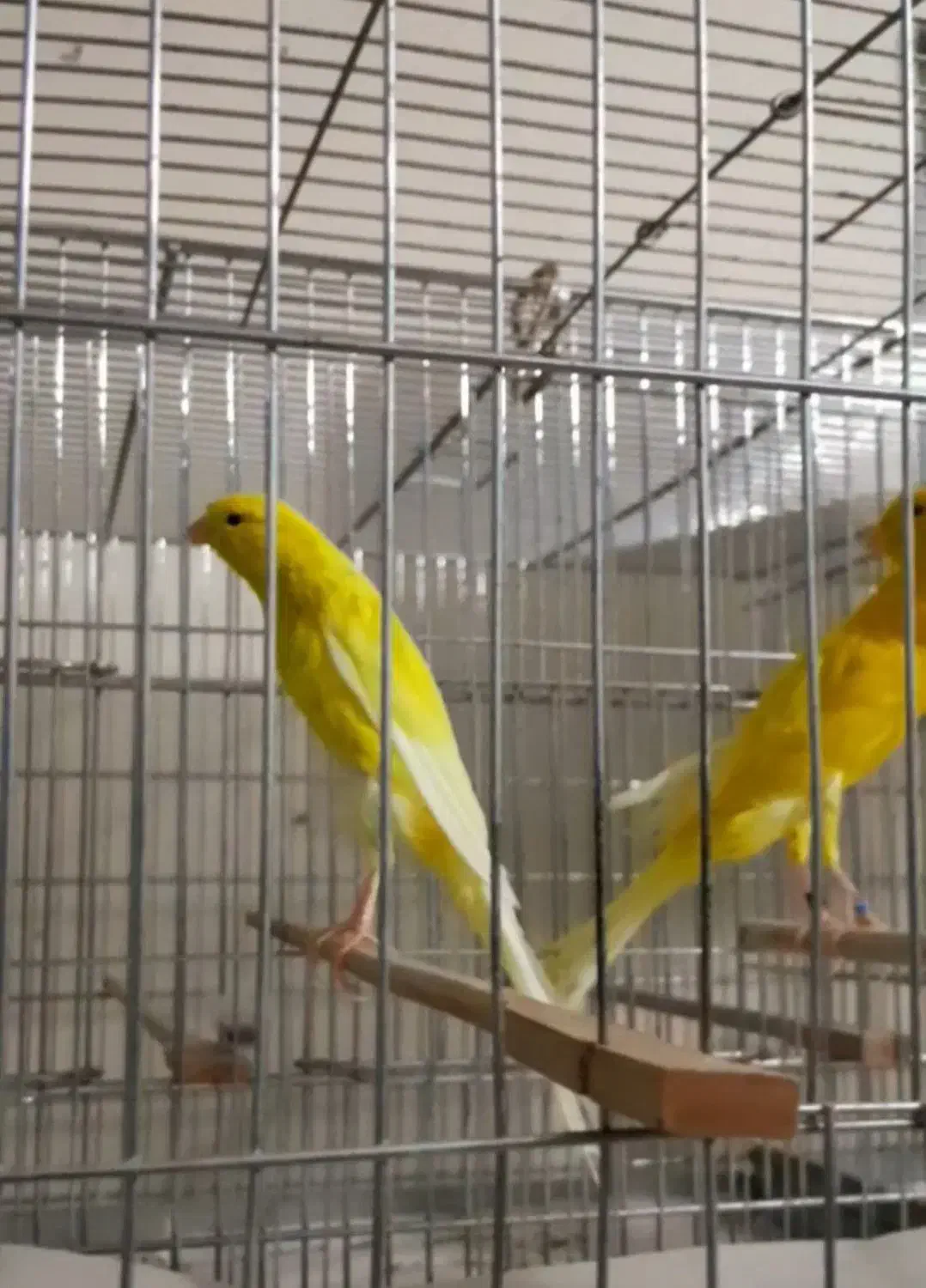 قناری رسمی بلند نر ماده|پرنده|تهران, جنتآباد جنوبی|دیوار