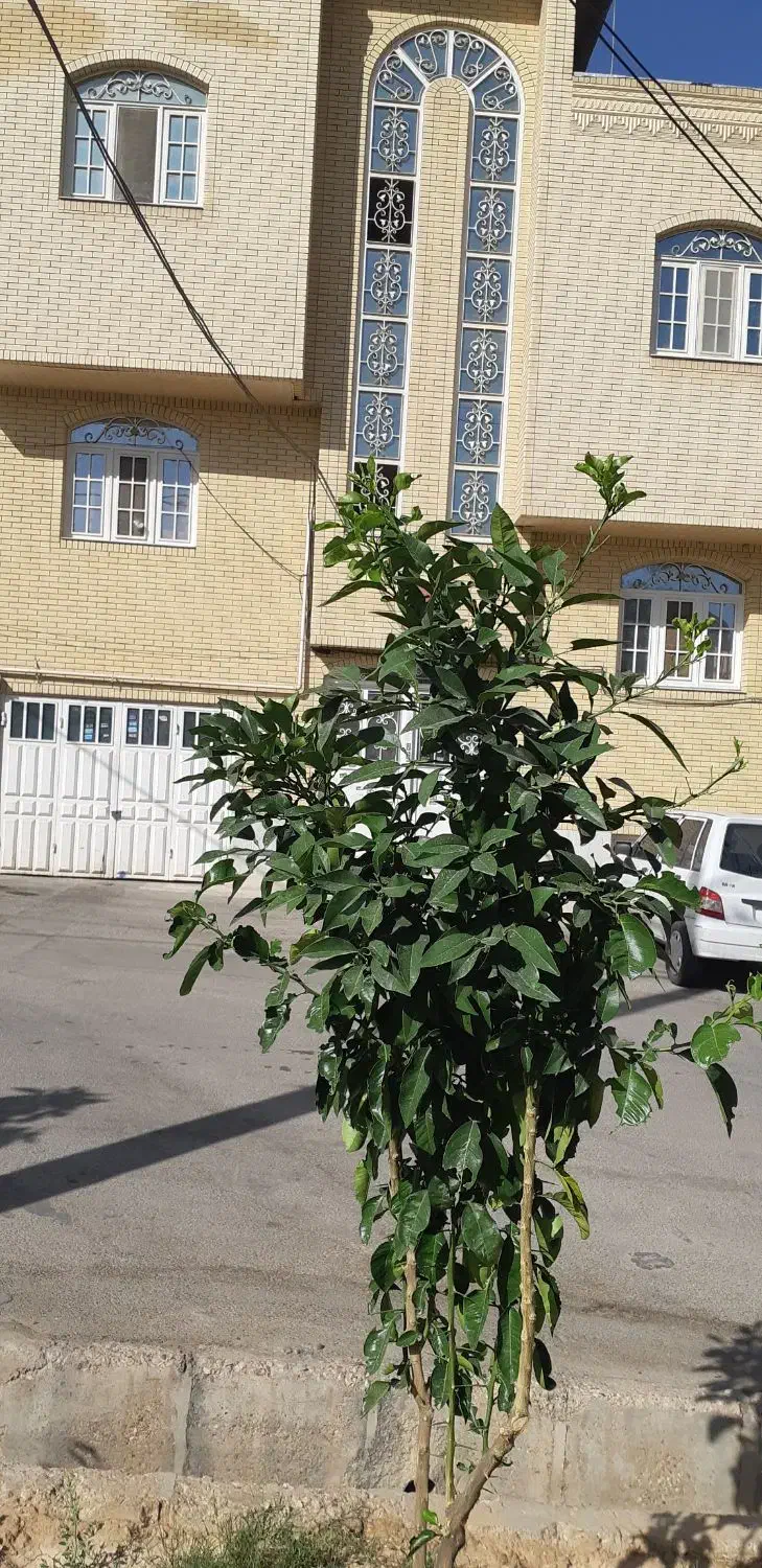 فروش منزل مسکونی|فروش آپارتمان|شیراز, زیباشهر|دیوار