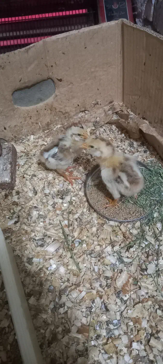 جوجه لاری و مرغ لاری|حیوانات مزرعه|مشکیندشت, |دیوار