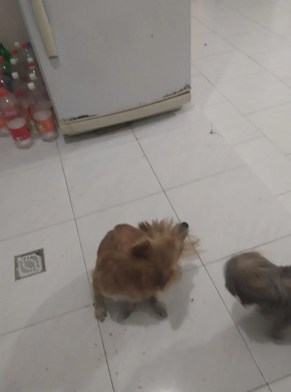 مادر و چهار توله سگ بفروش میرسد|سگ|هشتگرد, فاز ۷ مهستان|دیوار