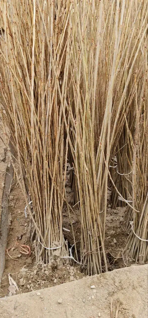 نهال صنوبر سریع‌الرشد نیگرا ترکیه|خدمات باغبانی و درختکاری|خرم‌آباد, |دیوار