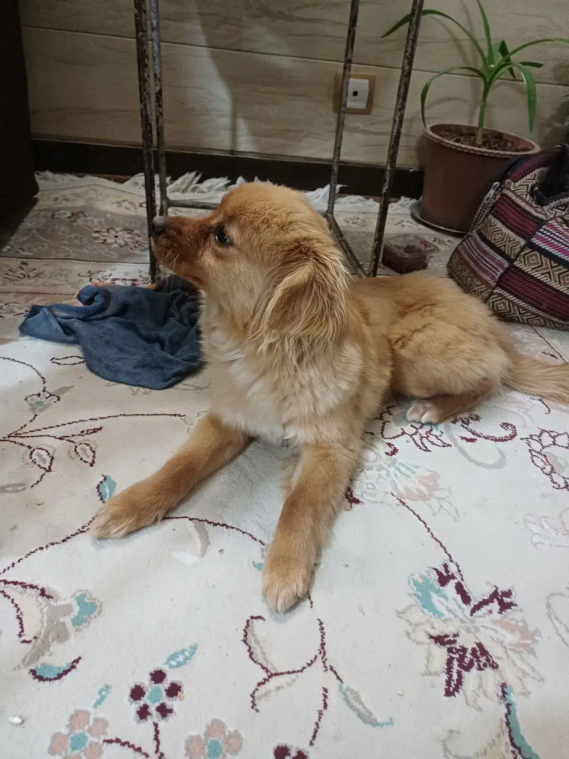 پاپی|سگ|اصفهان, اشکاوند|دیوار