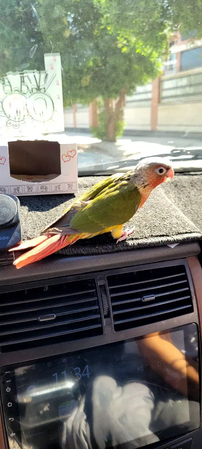 طوطی گرینچیک|پرنده|خنج, |دیوار