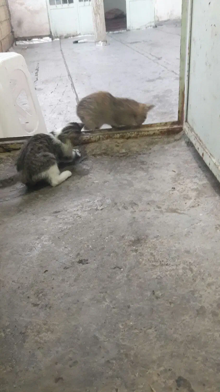 گربه واگزاری رایگان|گربه|فولادشهر, نوگوران|دیوار