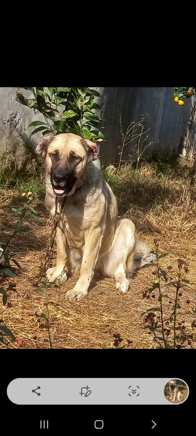 واگذاری ماده سرابی|سگ|عباس‌آباد, |دیوار