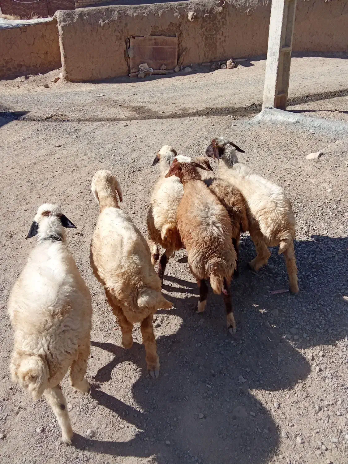 گوسفند کاور ماده|حیوانات مزرعه|کلیائی, |دیوار