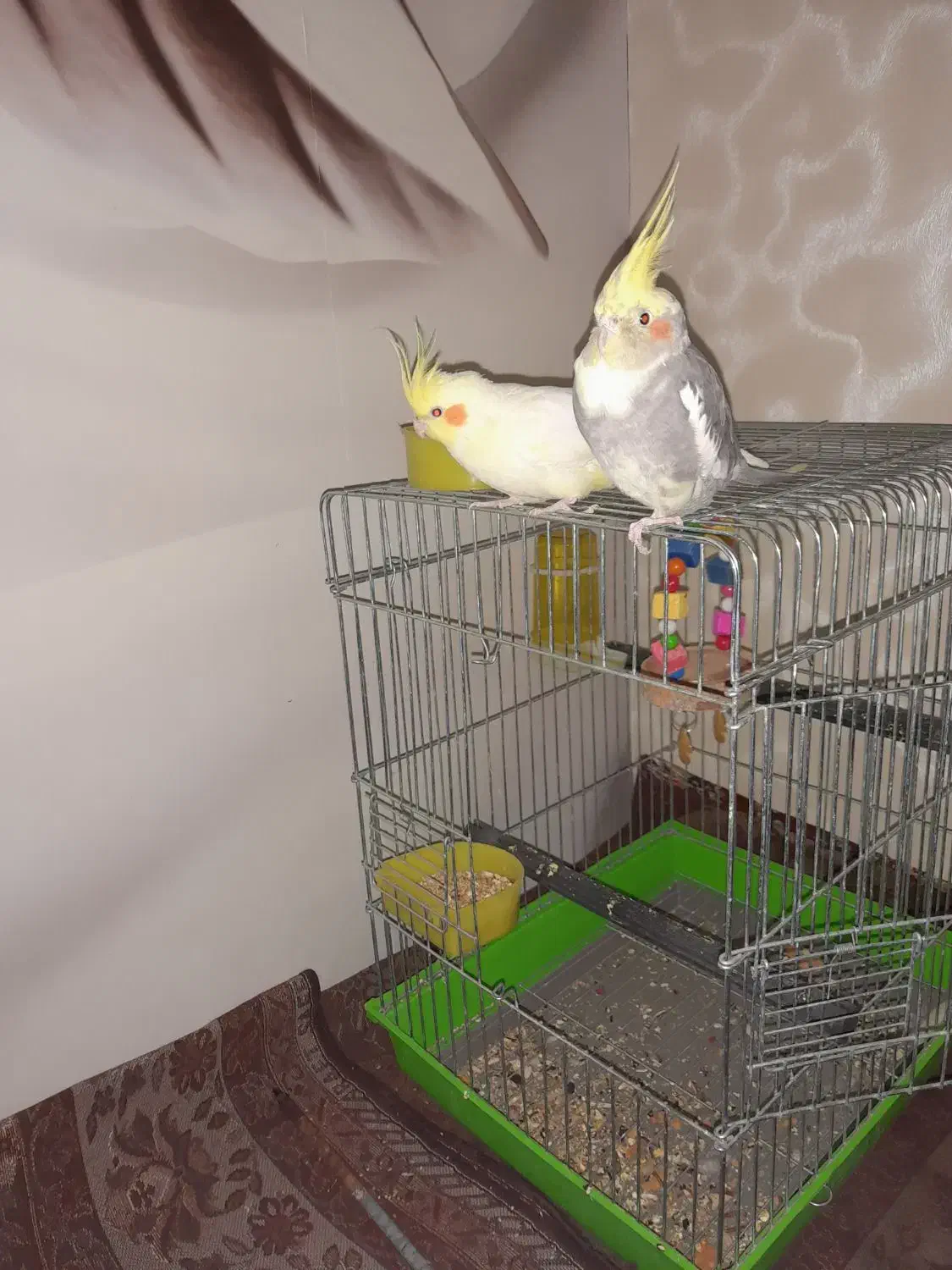 عروس هلندی|پرنده|میانه, |دیوار