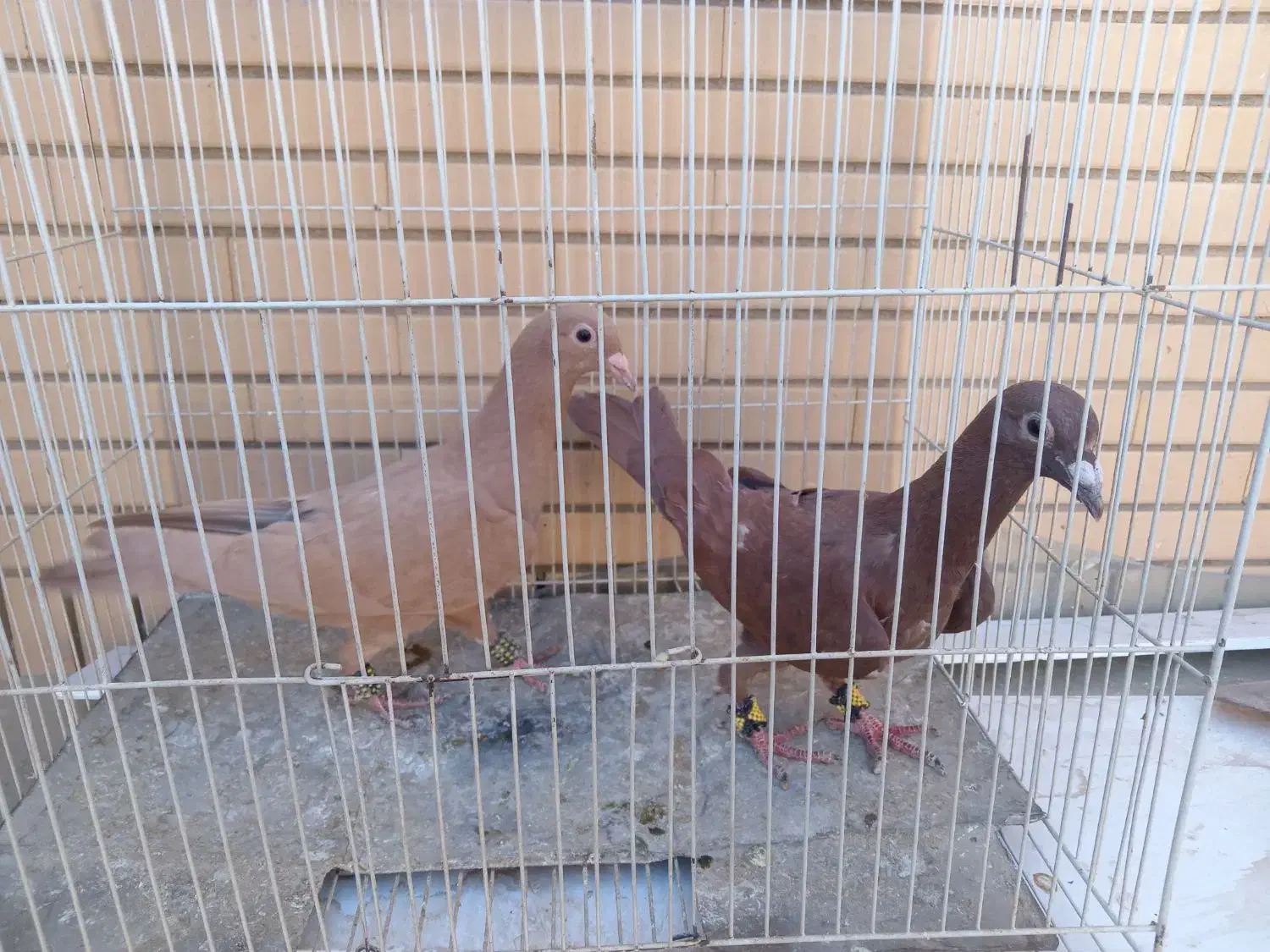 زرد و سرخ کرمونی و زاغ دمسفید|پرنده|تربت‌حیدریه, منصوریه|دیوار