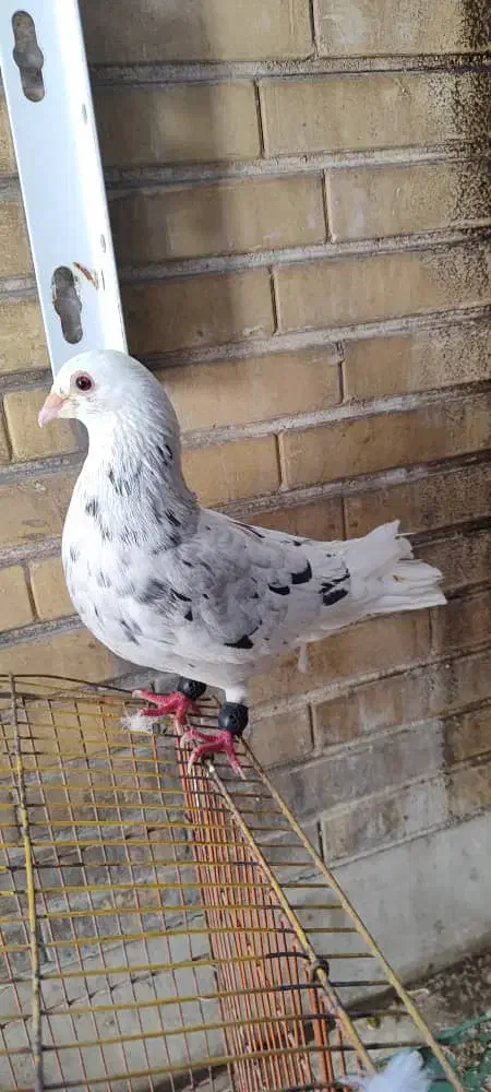 نر کوهی مست|پرنده|شوش, |دیوار