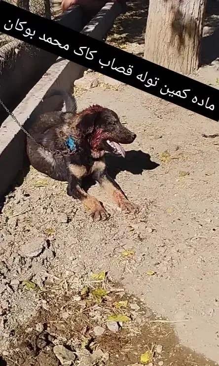 ماده پژدر هفت ماهه|سگ|کرمانشاه, |دیوار