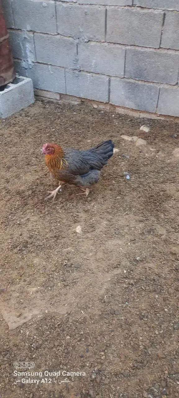 مرغ تخم گذار|حیوانات مزرعه|رونیز, |دیوار